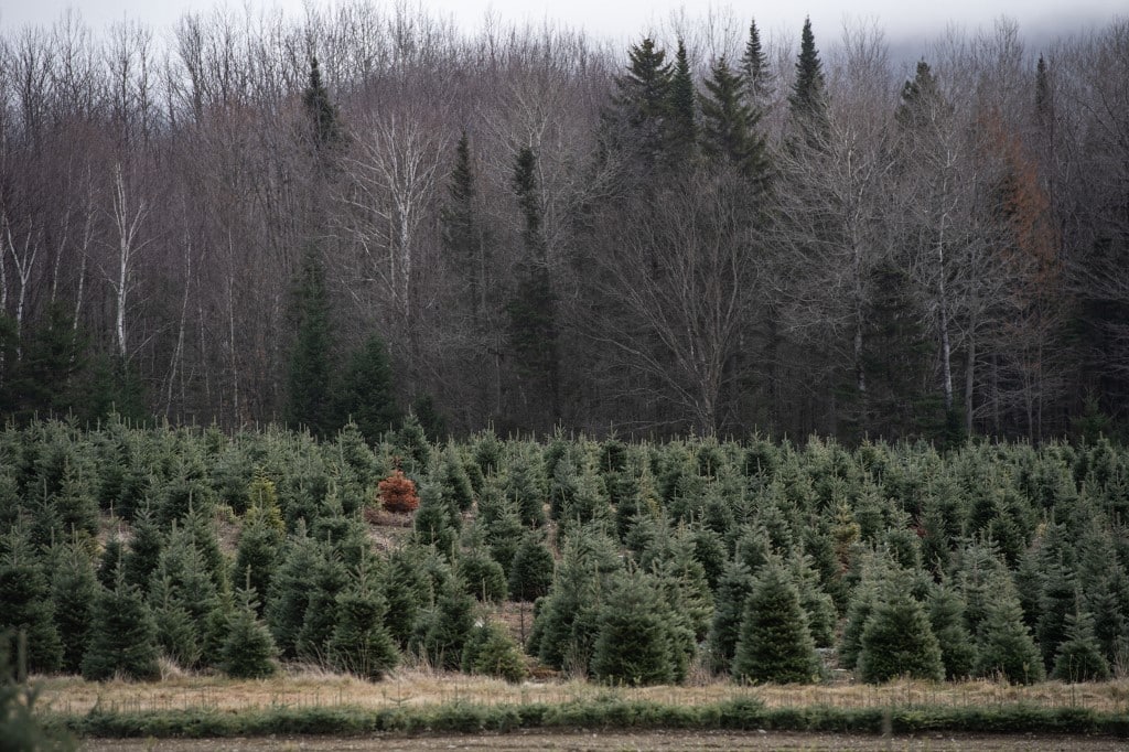 US-HOLIDAY-CHRISTMAS-TREES